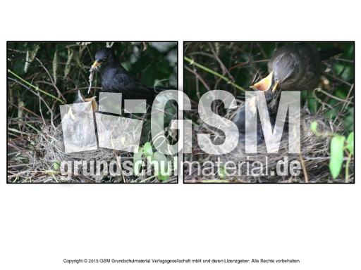 Faltform-Amsel 4.pdf